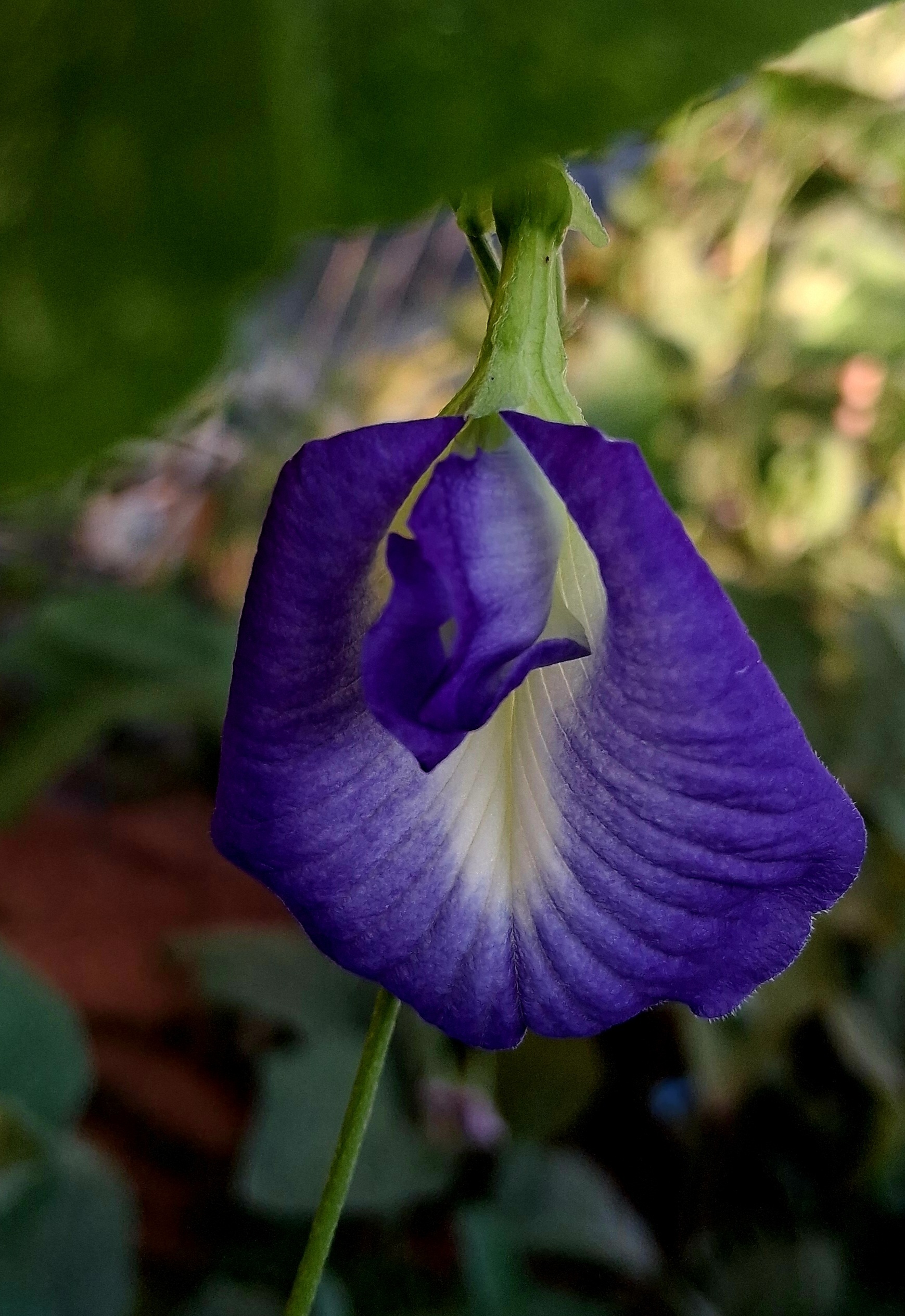 Ô Pois Papillon - Aromates et gourmandises