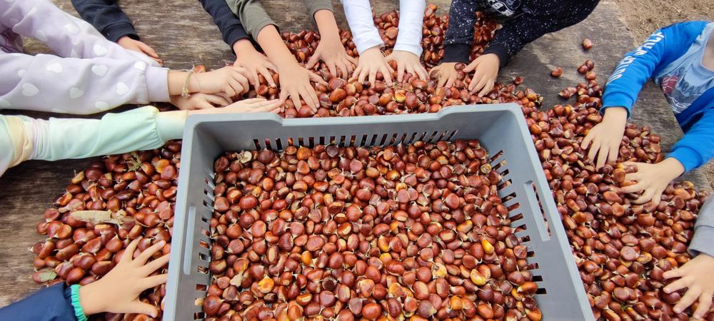 Atelier du petit castanéiculteur Châtaigneraie Godissard