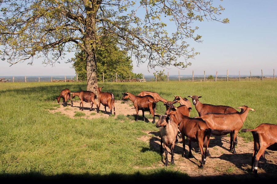 Chevriers d'Echazeaux