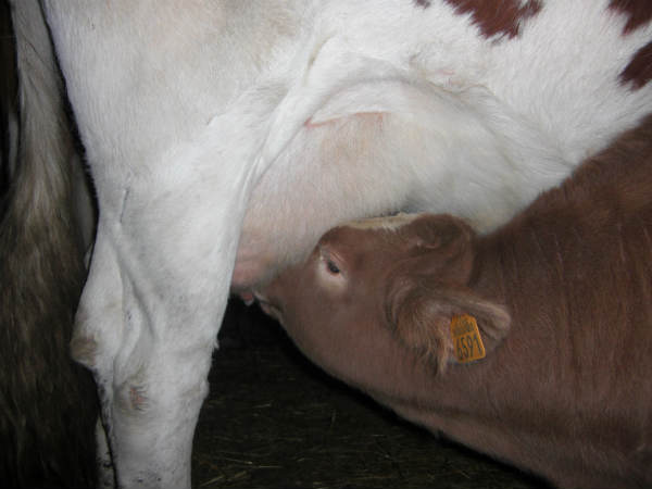 Visite à la ferme Bio d'Anne-Marie
