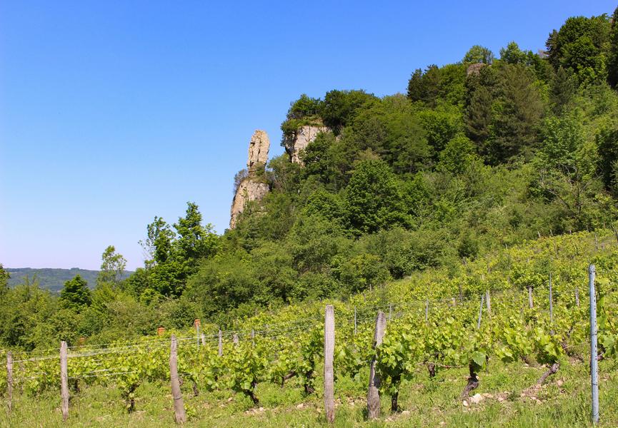 Vignes de St Sorlin en Bugey