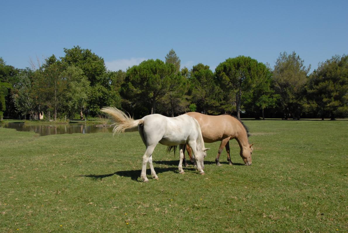 Le Jardin, Arles - photo 11