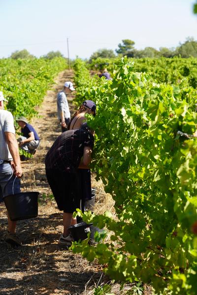 Domaine du Deffends_Saint-Maximin-la-Sainte-Baume