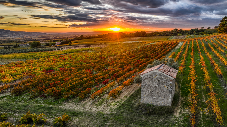 vignobles