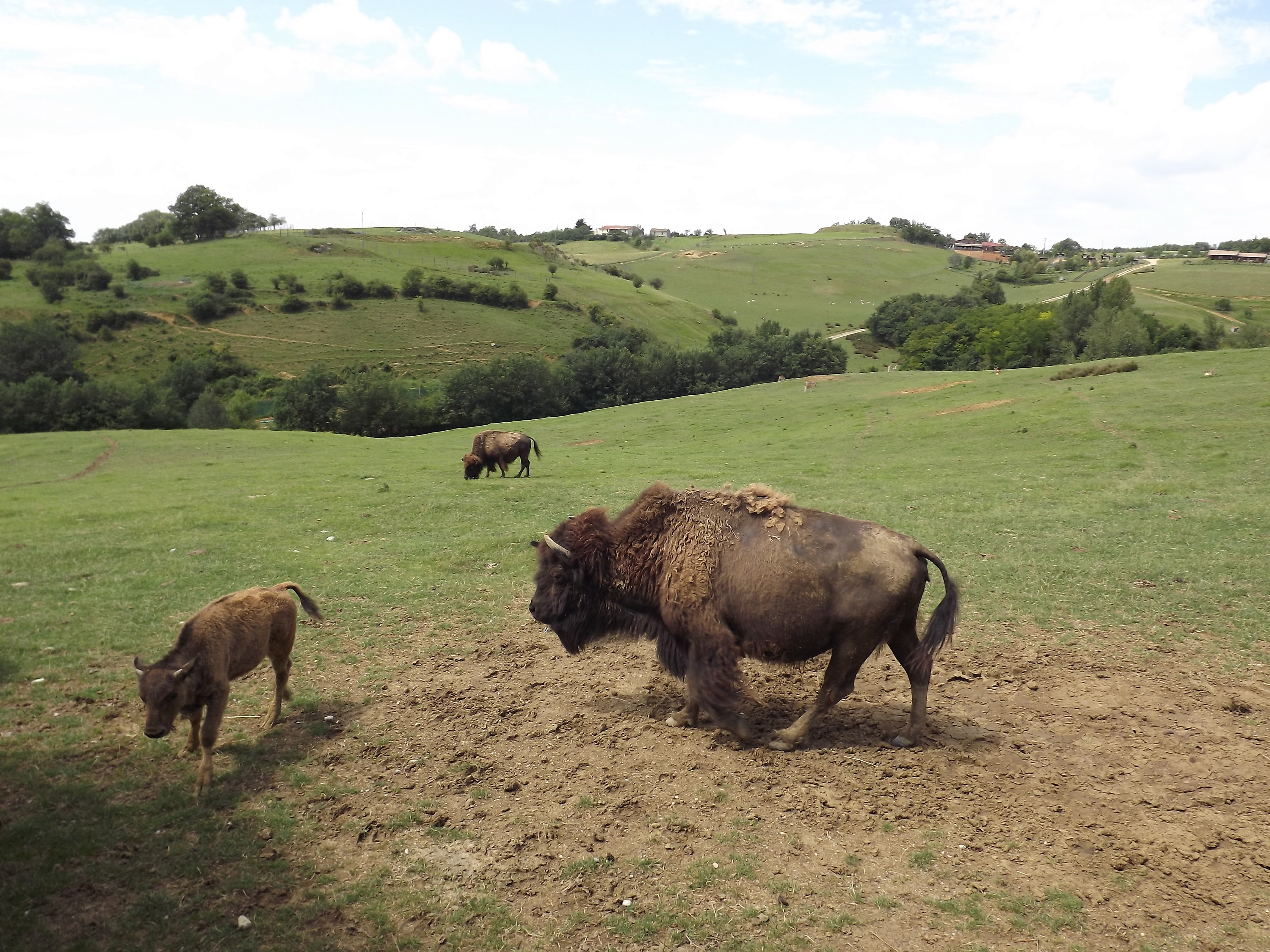 La ferme aux bisons