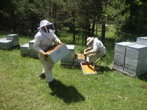 Les apiculteurs 2