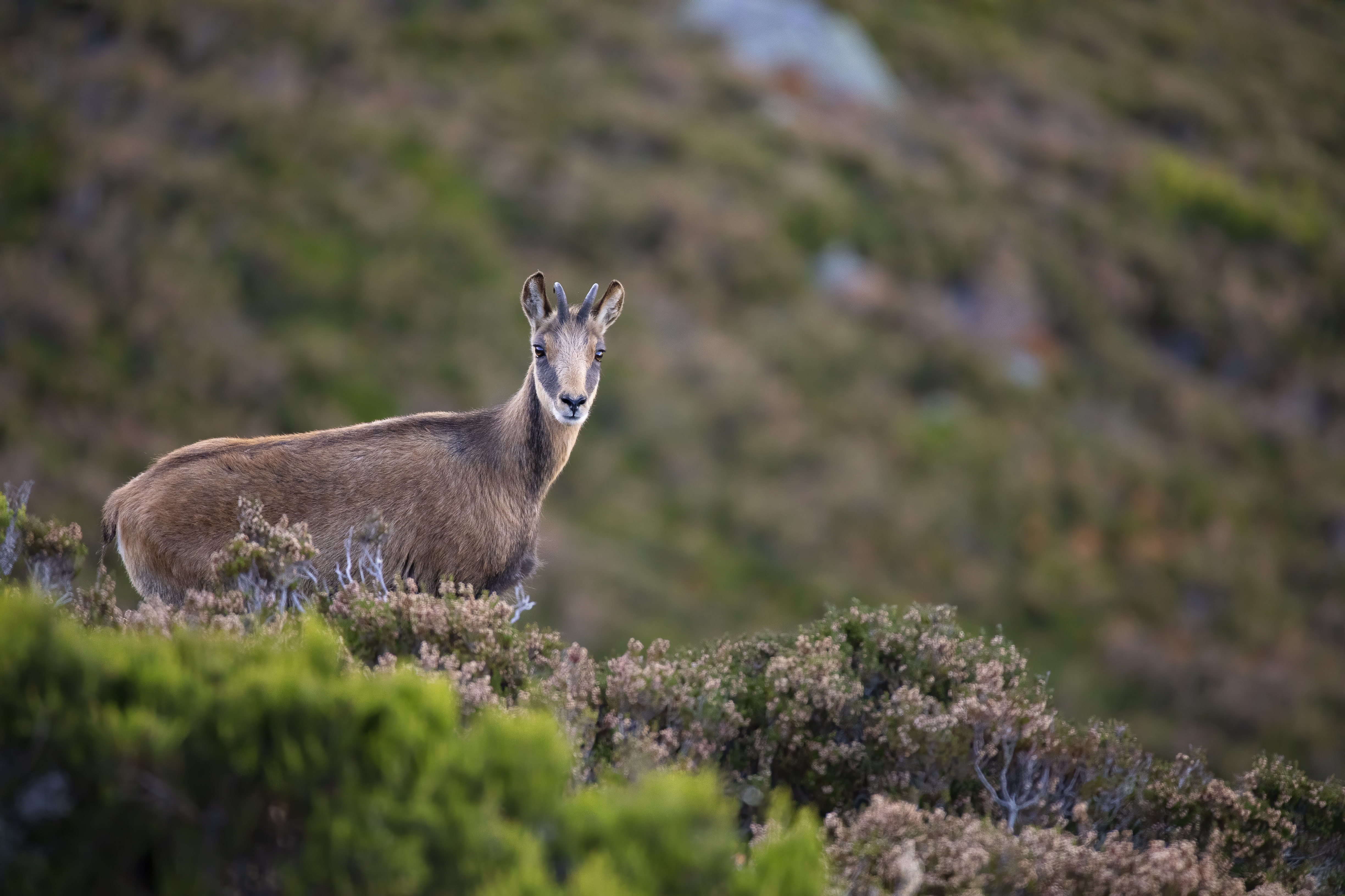 Photo Chamois