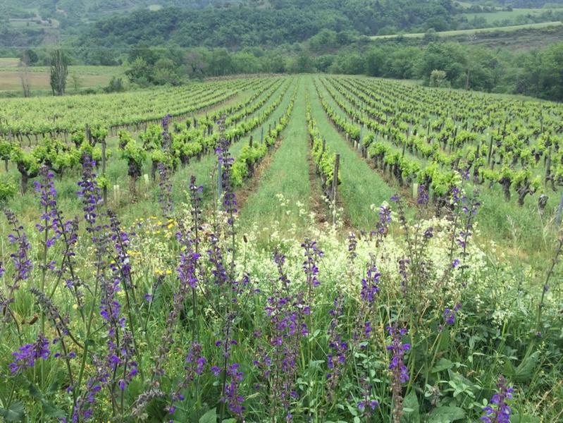 Plantes médicinales au coeur de la vigne