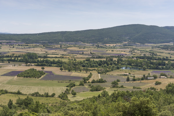 Tour Lavande Journée à Sault