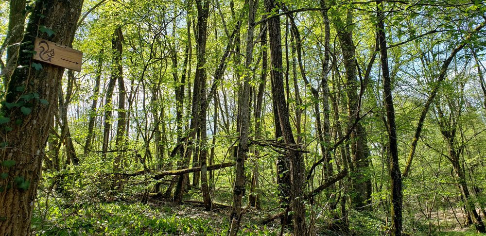 Sentier de l'écureuil à Leyment