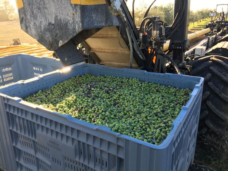 Moulin à huile d'olive et Domaine Oliversion