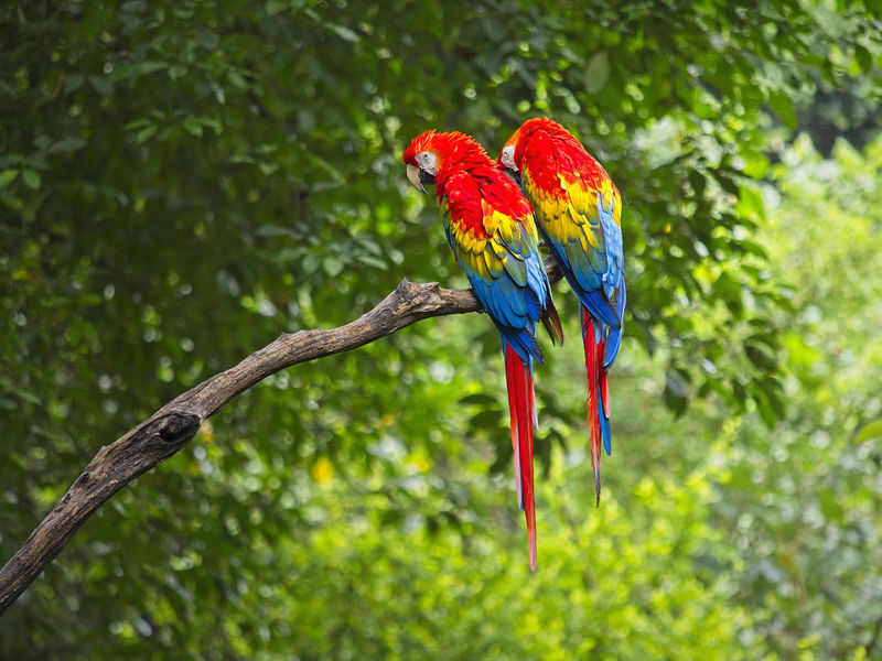 Two parrots on a branch