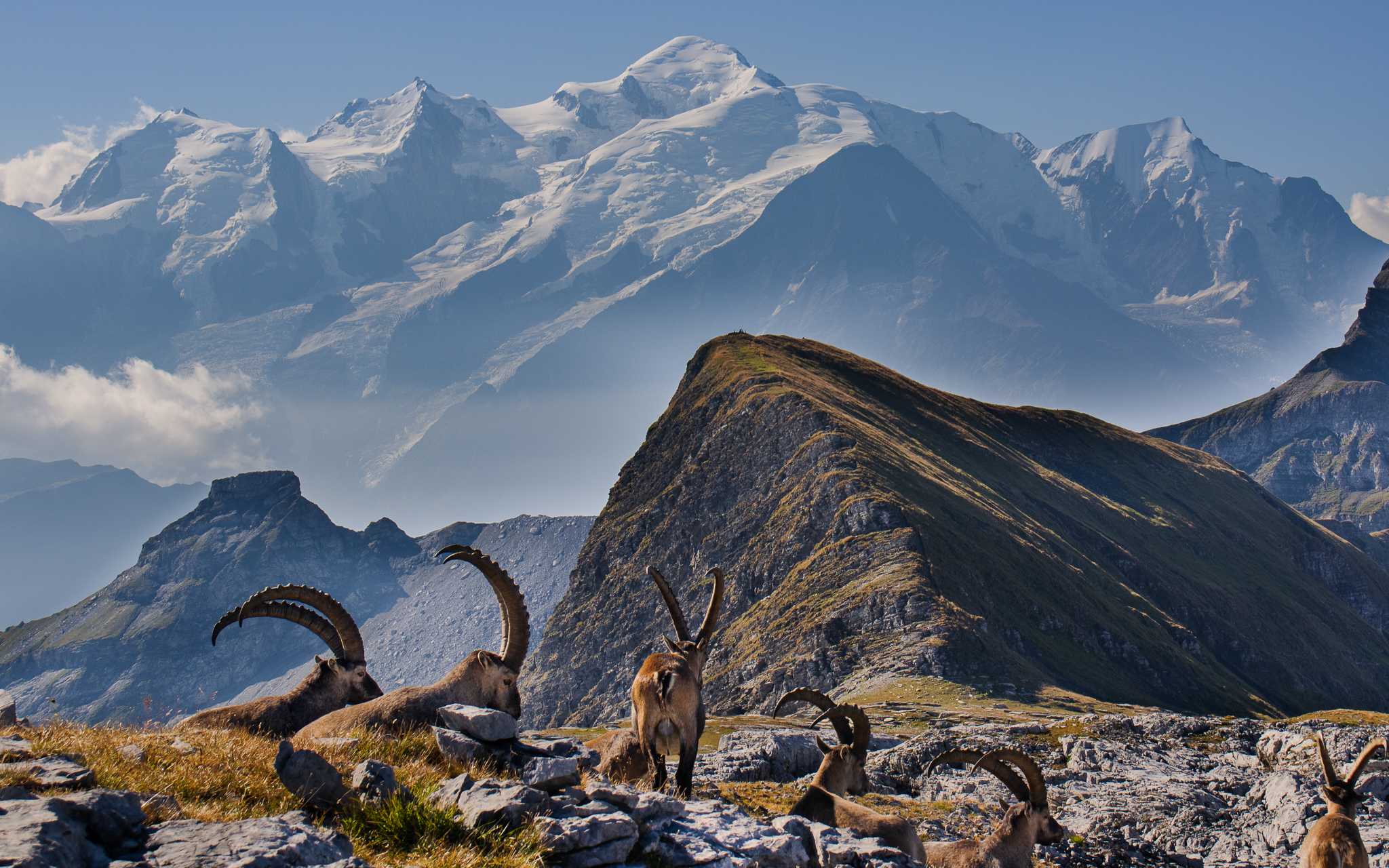 View of Mont Blanc with a herd of ibex in the foreground on the Désert de Platé