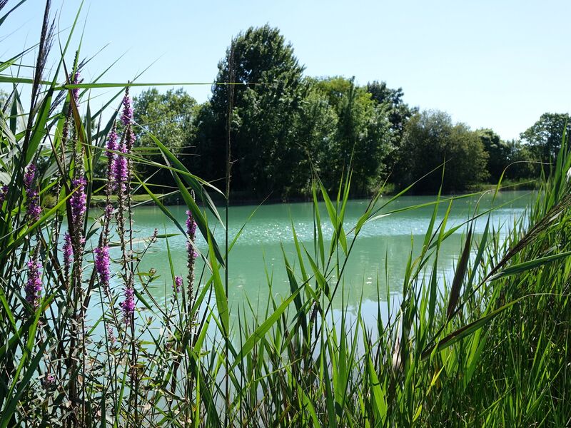 Etang de La Grève à Vandré
