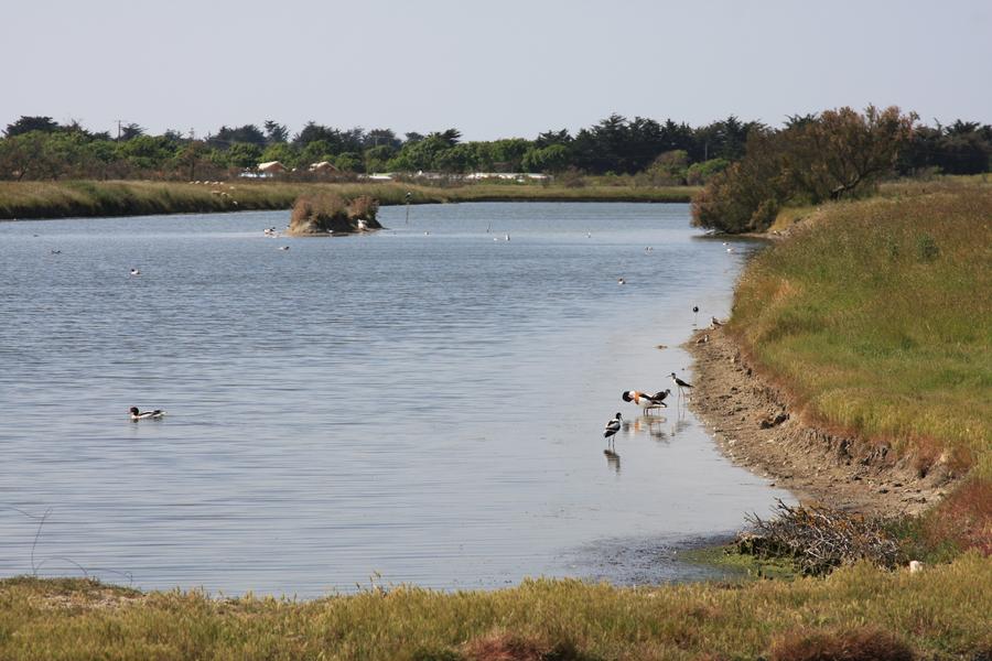 LE MARAIS PAPINEAU