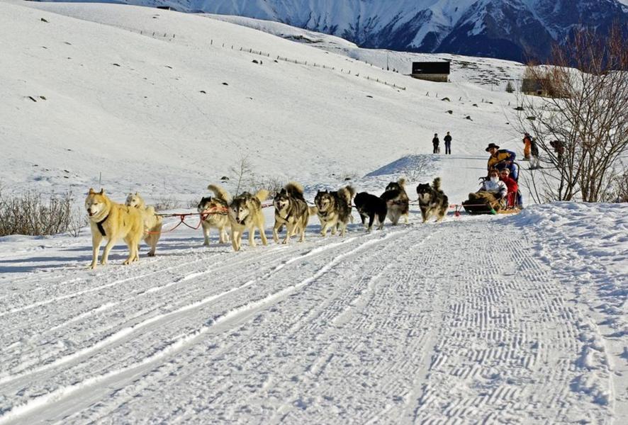 Dog sledging in winter with White Forest