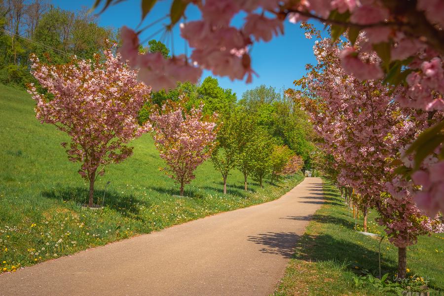 Collection Nationale de cerisiers à fleurs d'Asie