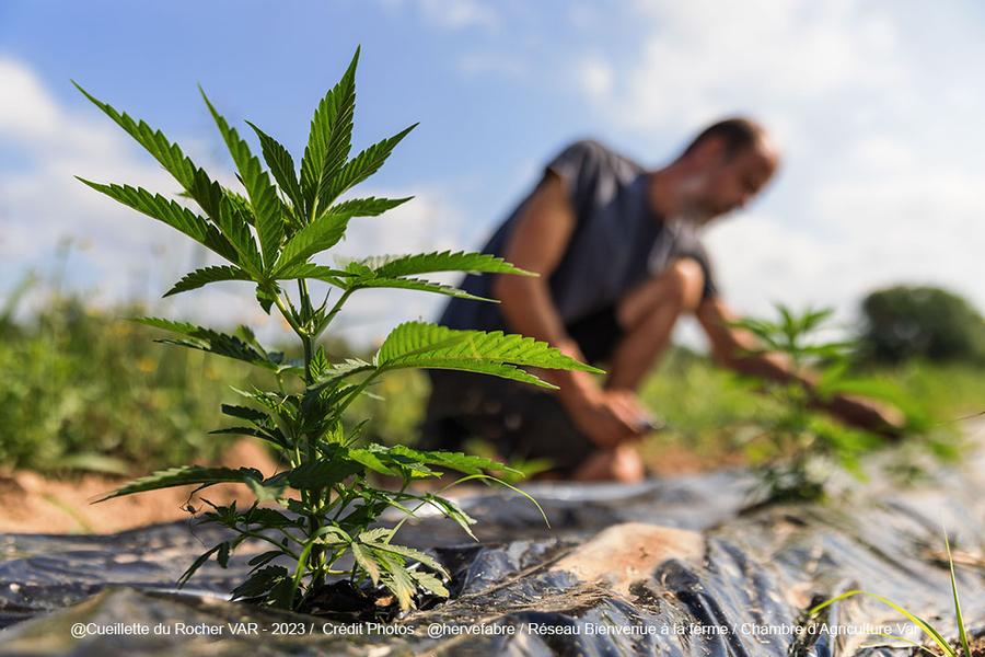Chanvre du Rocher_Roquebrune-sur-Argens