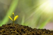 Plantes magiques et diaboliques_Arcon