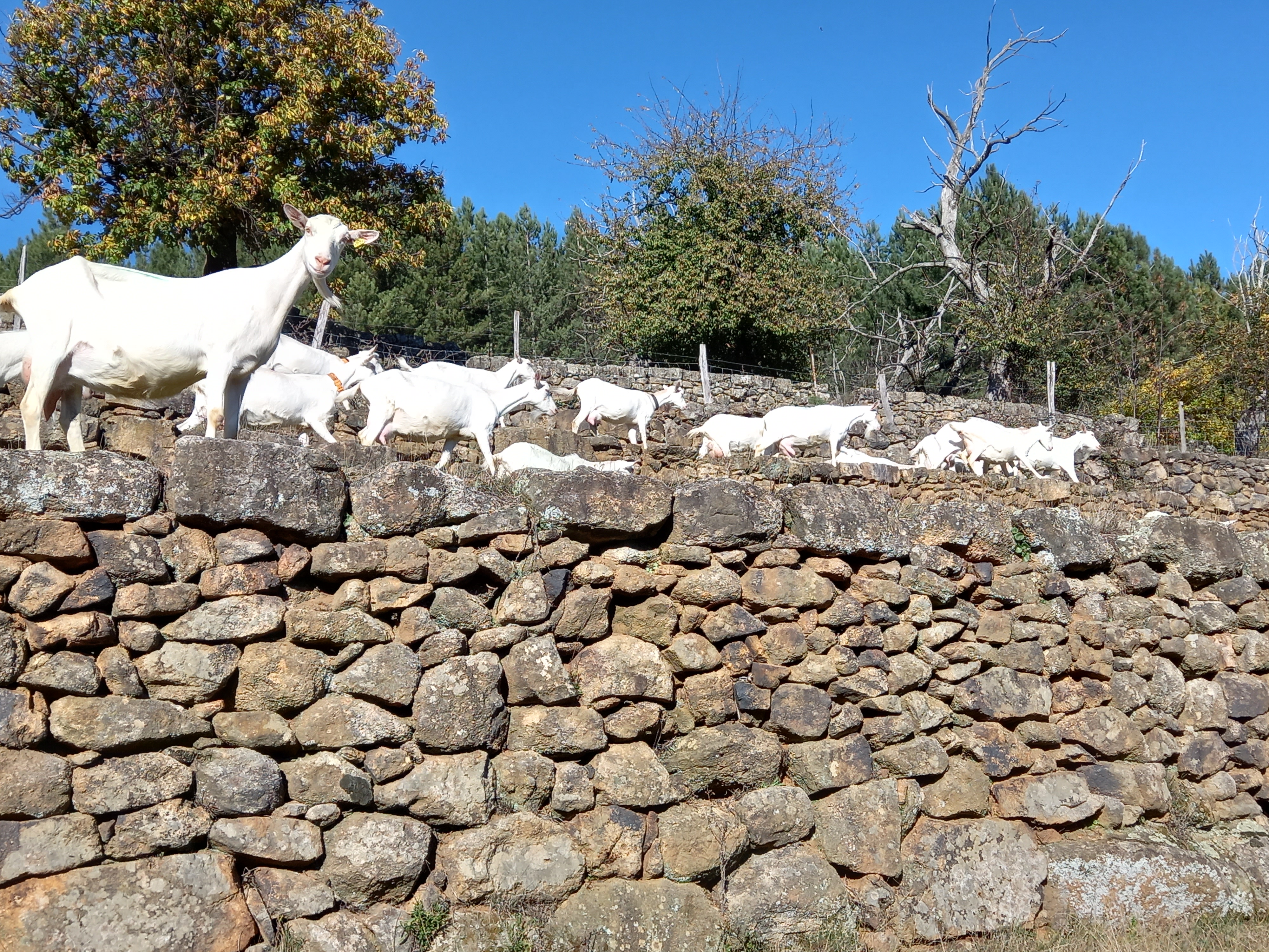 Elevage du Serre