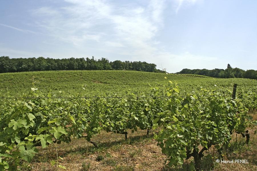 Vignoble de la Rolière