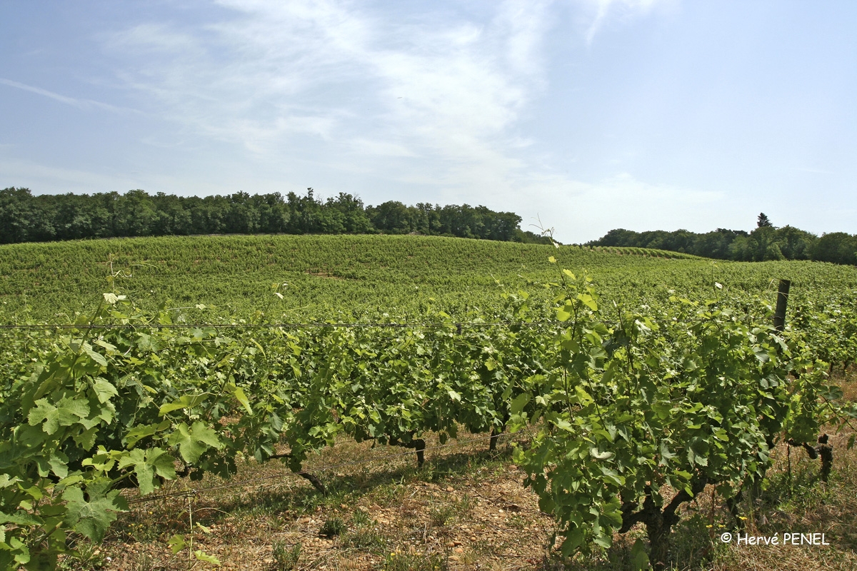 Vignoble de la Rolière
