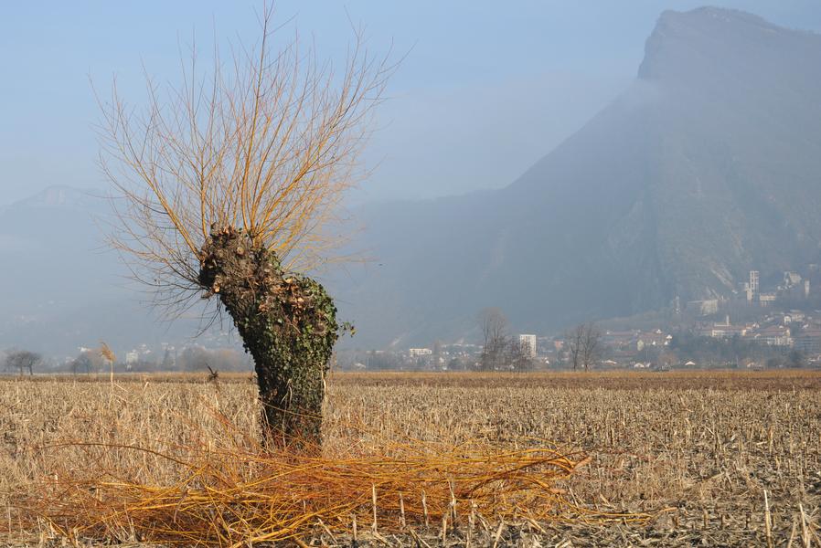 Inventaire participatif des arbres remarquables - Revel