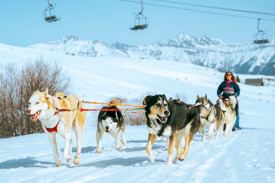 Rit met de hondenslee met White Forest_La Toussuire