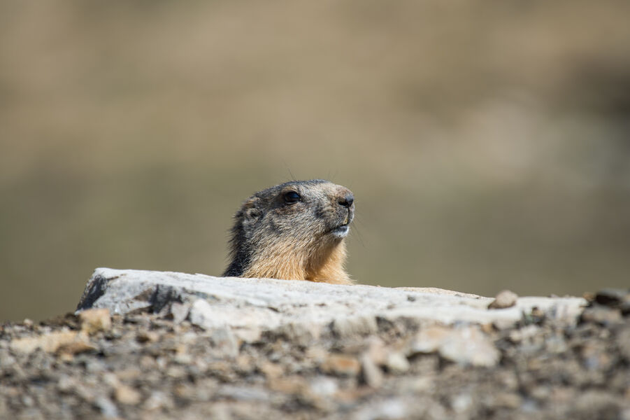 Marmotte - © Gilles Baron Marmotte - © Gilles Baron