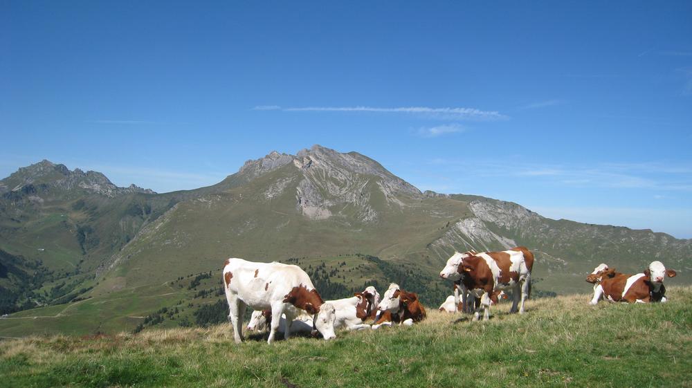 Vue du Mont Chéry en été