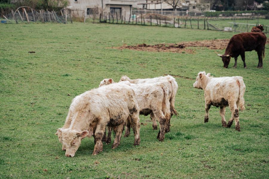 Circuit pédestre des Curistes - 2h - Départ Office de Tourisme_Saint-Martin-d'Uriage