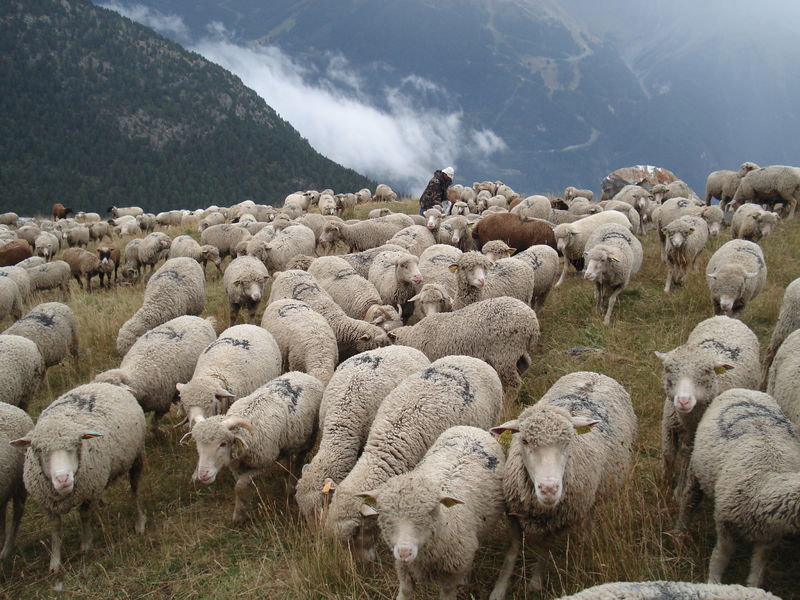 Visite guidée : rendez-vous à la bergerie