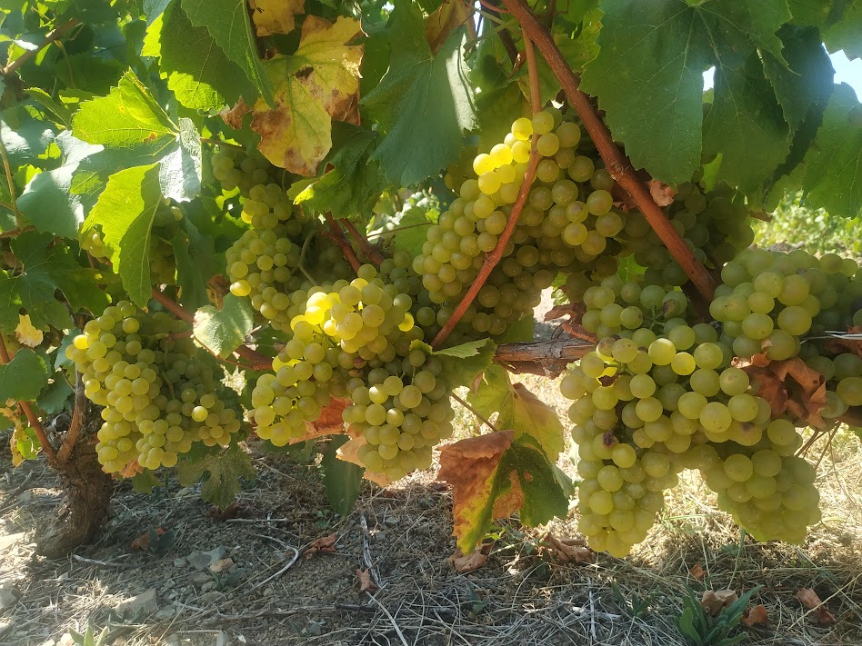 Domaine_du_Sornel_2