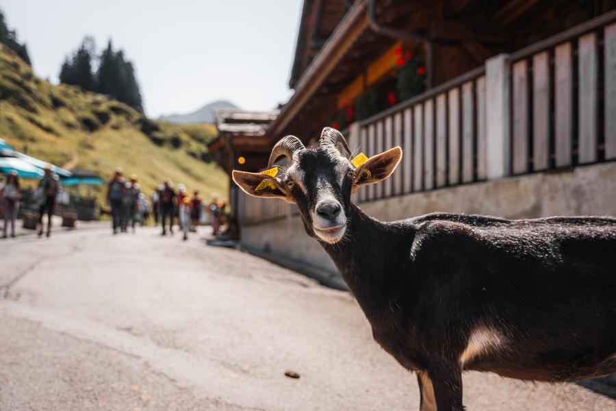 Village des chèvres_Avoriaz
