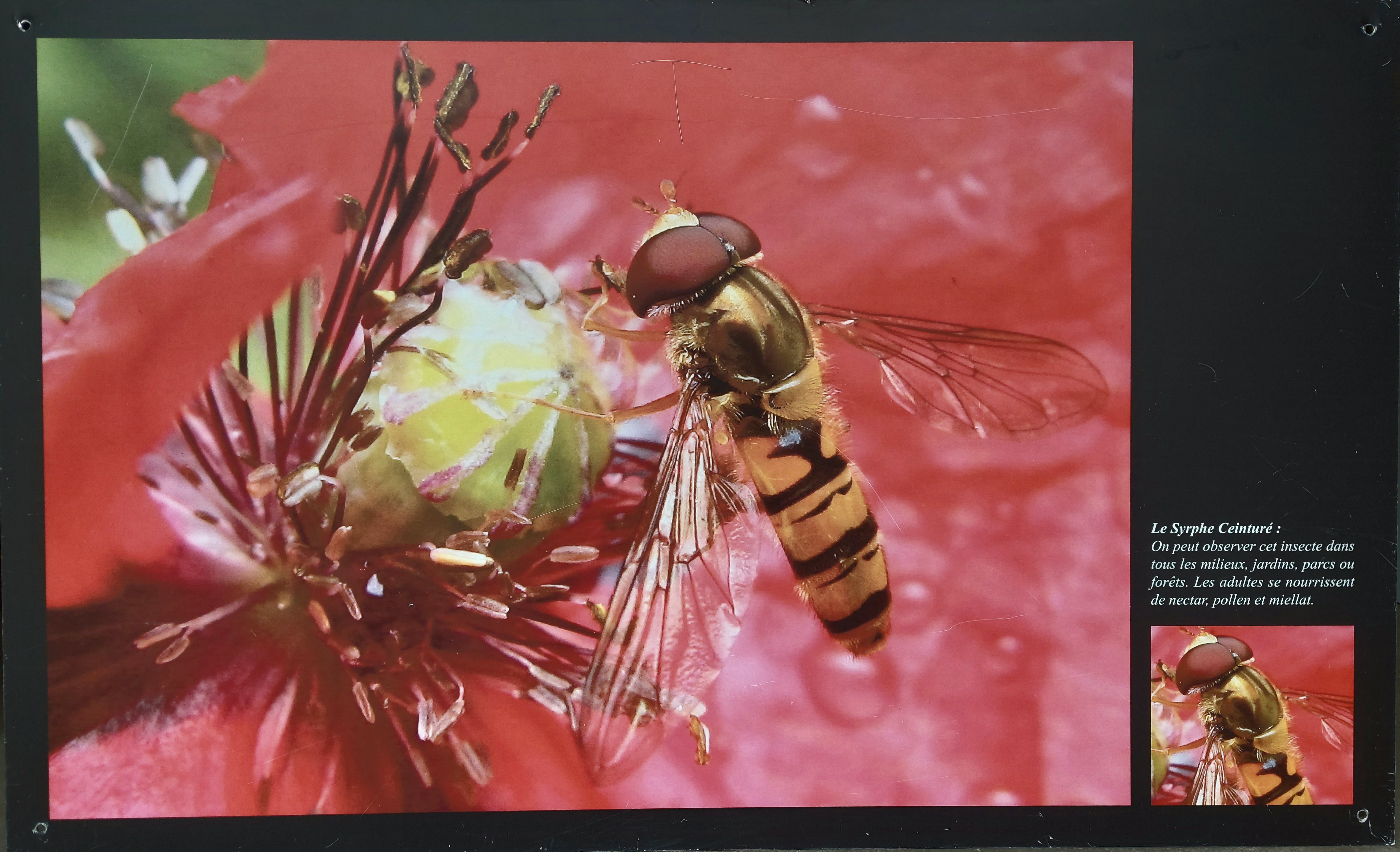 Exposition : Fantastiques insectes !