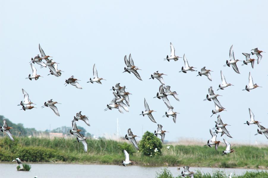 Sortie spéciale oiseaux à la station de lagunage de Rochefort