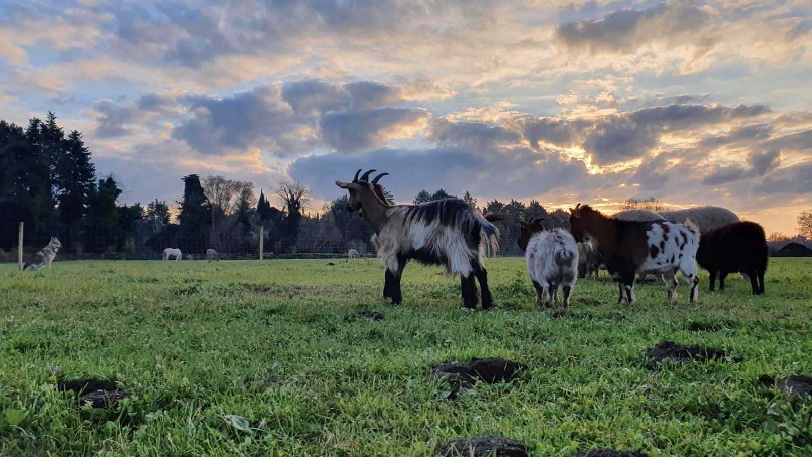 Les Truck Lodges Les Animaux et Marino