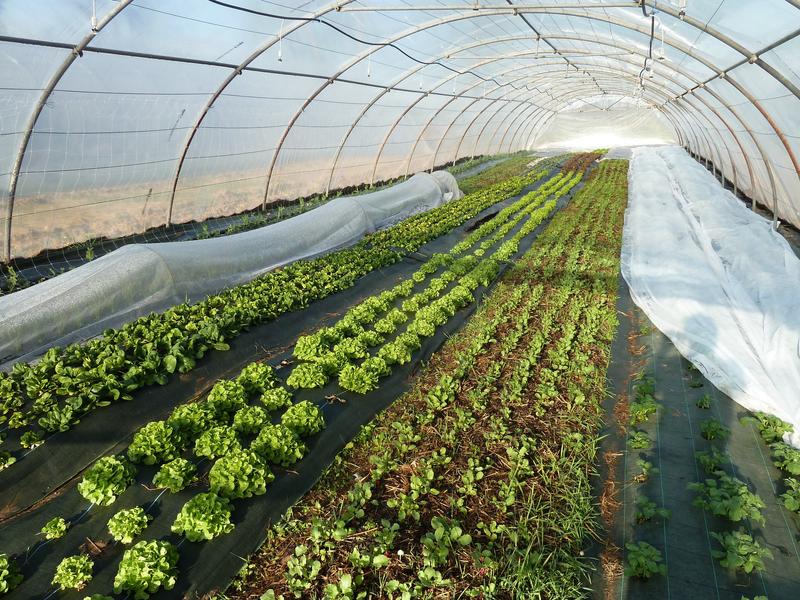 Le jardin d'Etienne - Saint-Romain-de-Jalionas - Balcons du Dauphiné