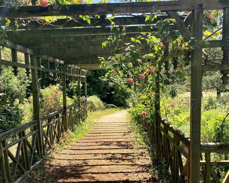 Pergola aux roses