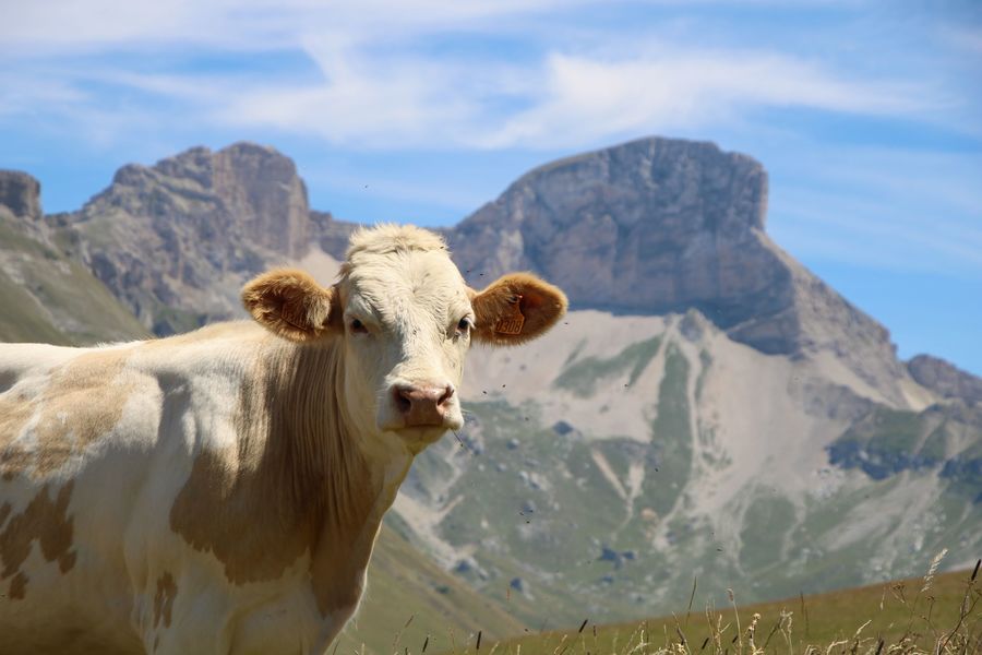 Les vaches des alpages