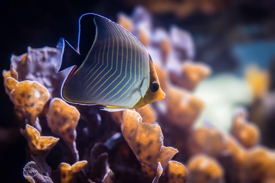Un poisson dans l'espace Indo-Pacifique.