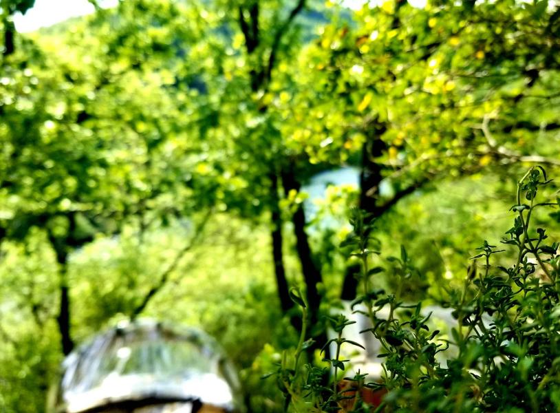 Bulle perchée Cybèle