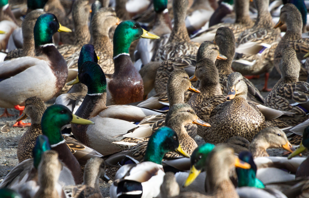 Bazar chez les canards !_Ceyzérieu