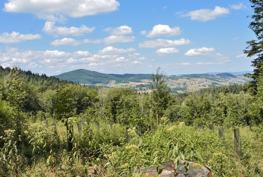Les chantiers forestiers face au changement climatique