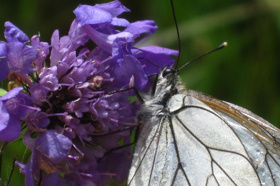 Circuit du Pré de la Pierre au départ d'Oz Station