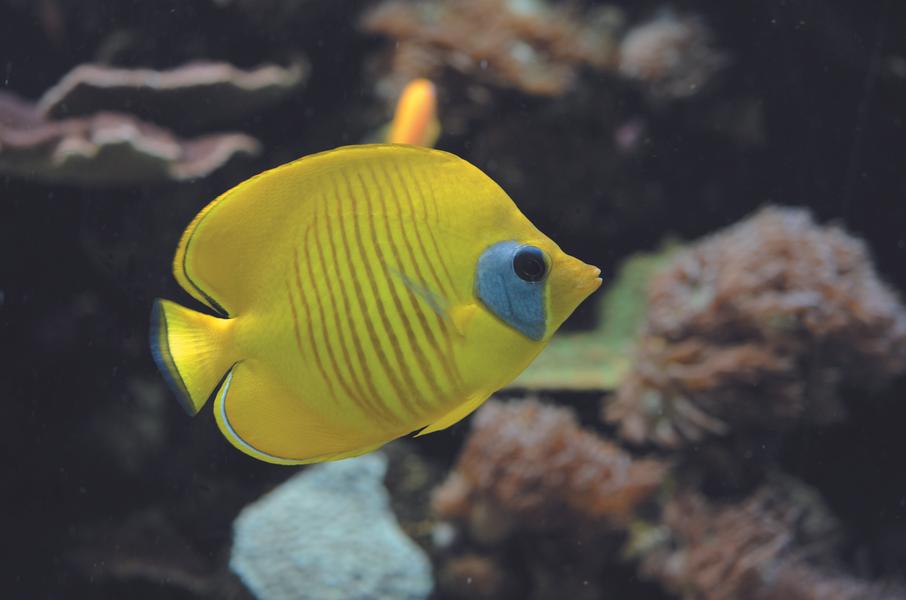 Aquarium tropical du Palais de la Porte Dorée_Paris 12ème 