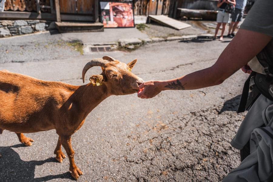 Village des chèvres_Avoriaz