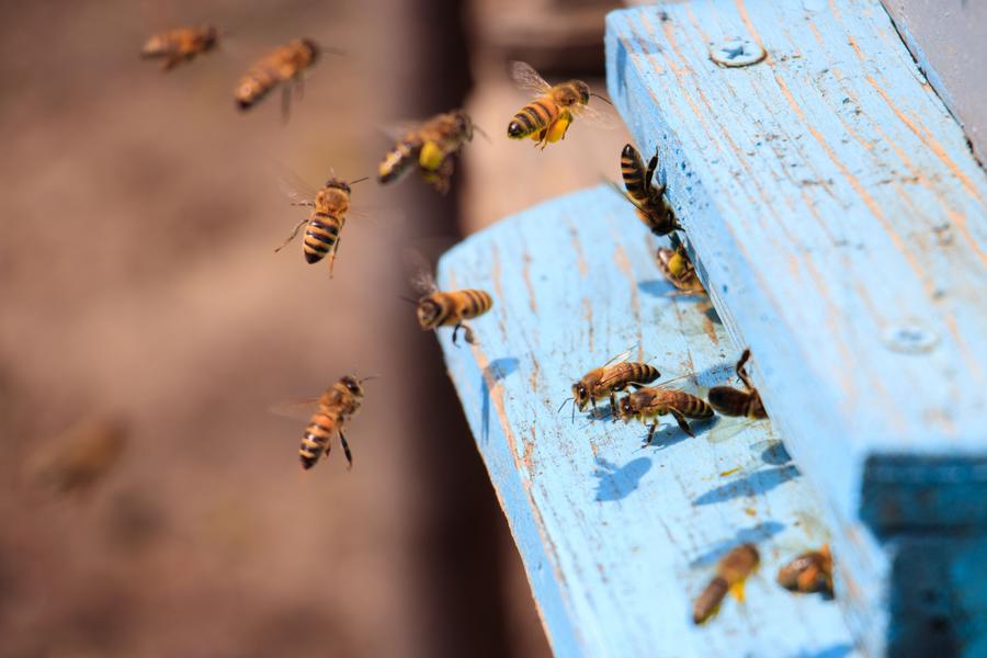 Atelier découverte du monde des abeilles et extraction par L'Abeille de Ré