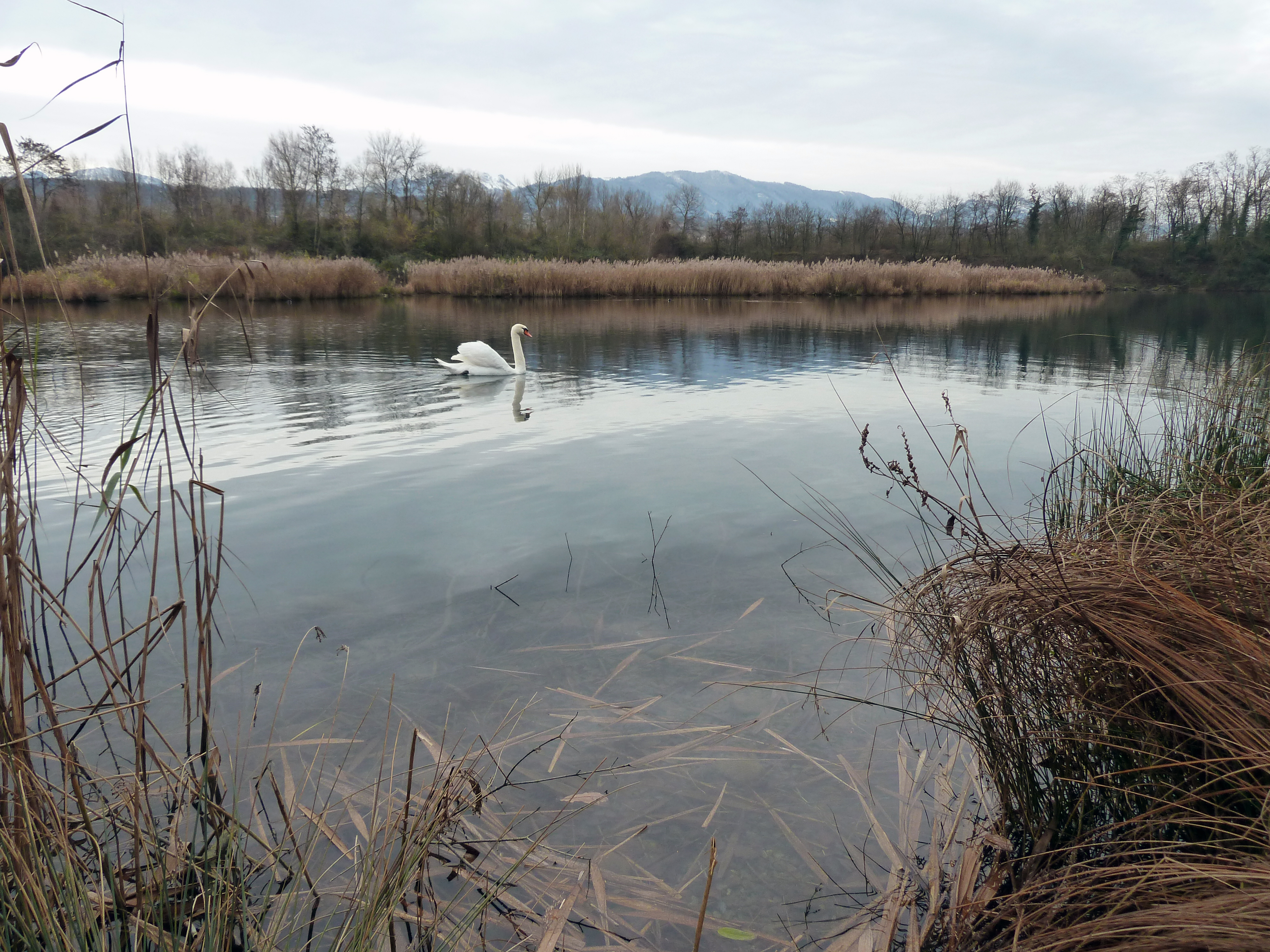 Cygne sur le plan d'eau de la Réserve du delta de la Dranse