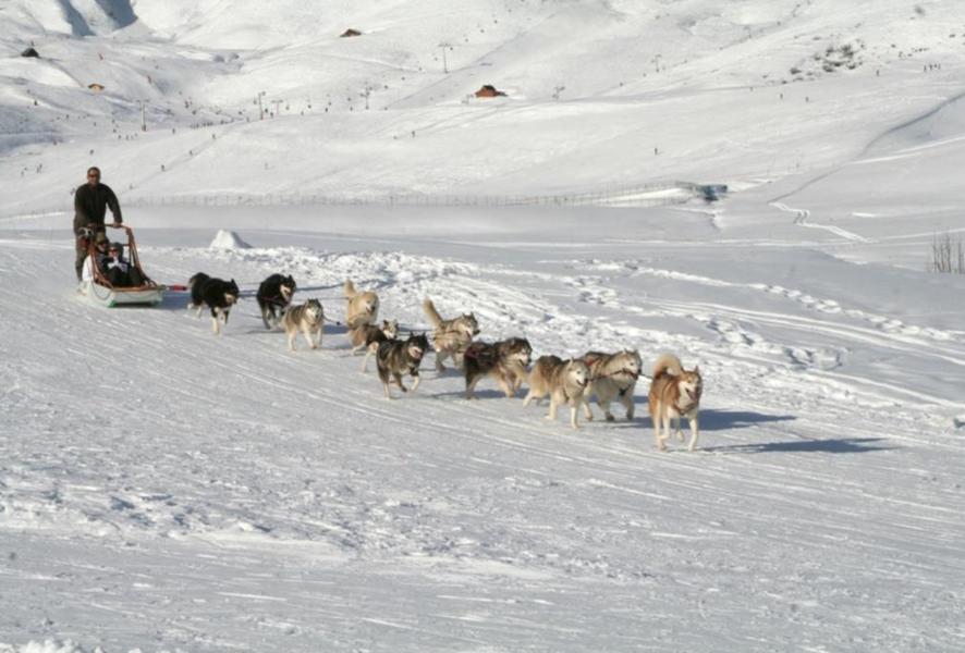 Dog sledging in winter with White Forest